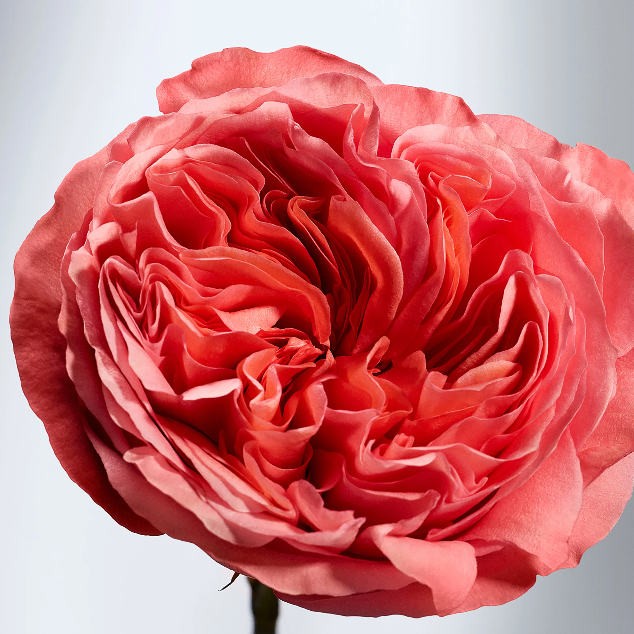 British Rose Body Butter - Image 4