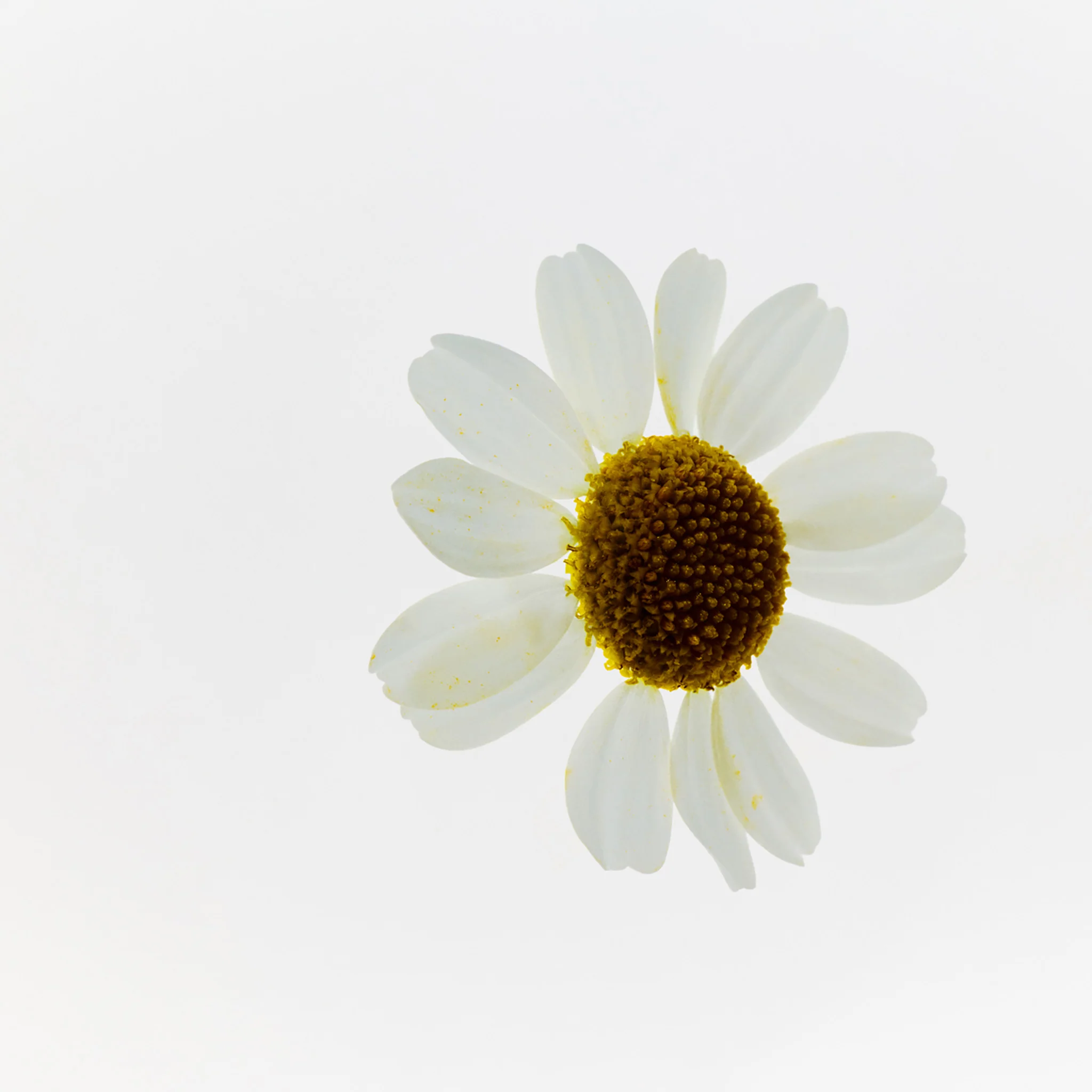 Camomile Sumptuous Makeup Cleansing Butter - Image 9