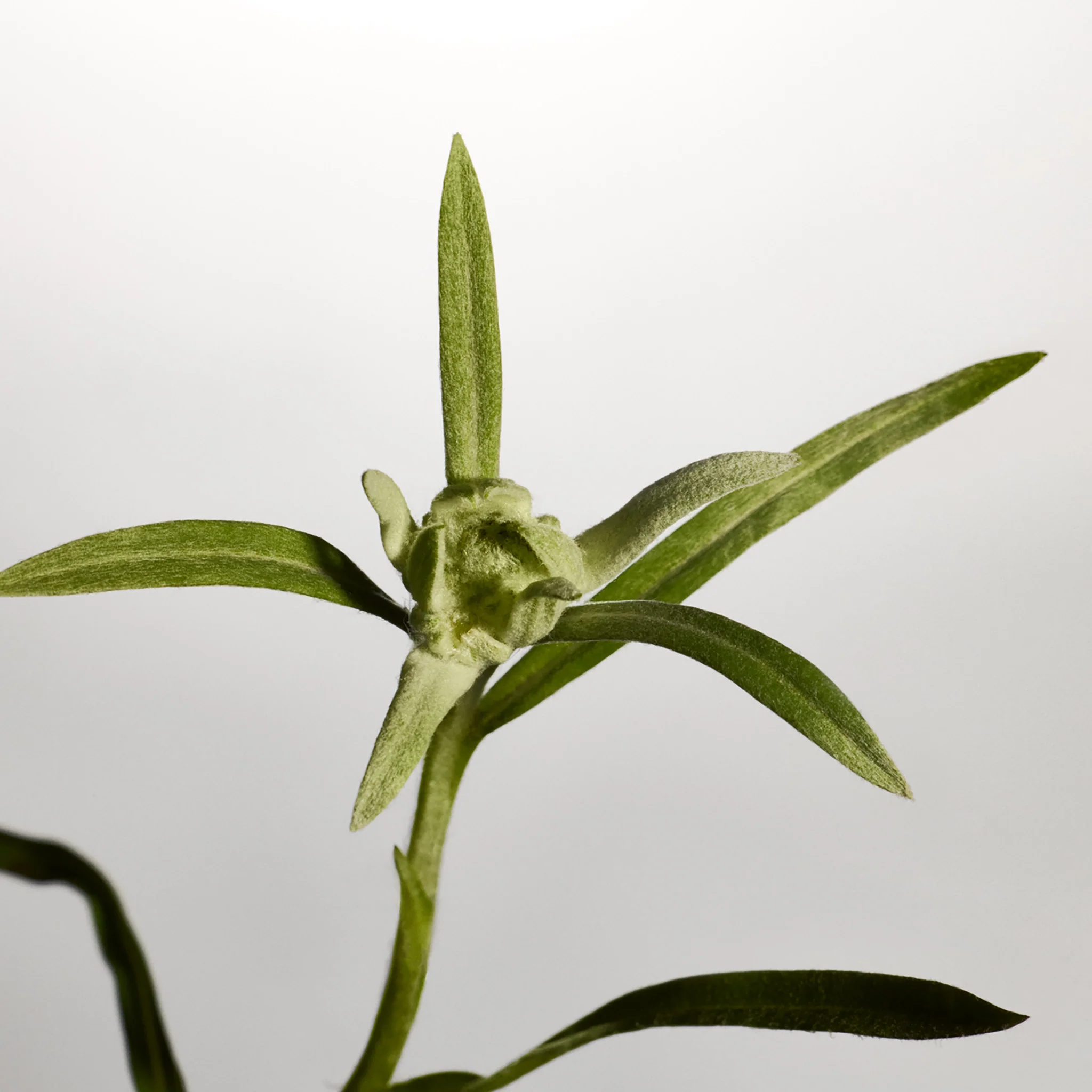 Edelweiss Daily Serum Concentrate - Image 4