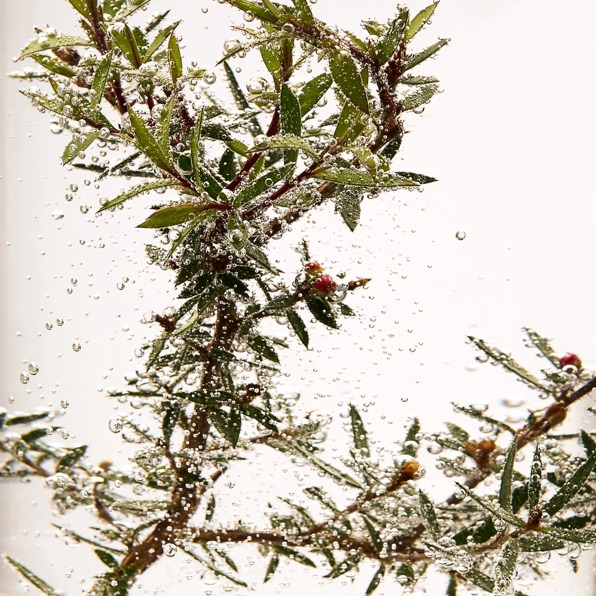 Tea Tree Skin Clearing Facial Wash - Image 5